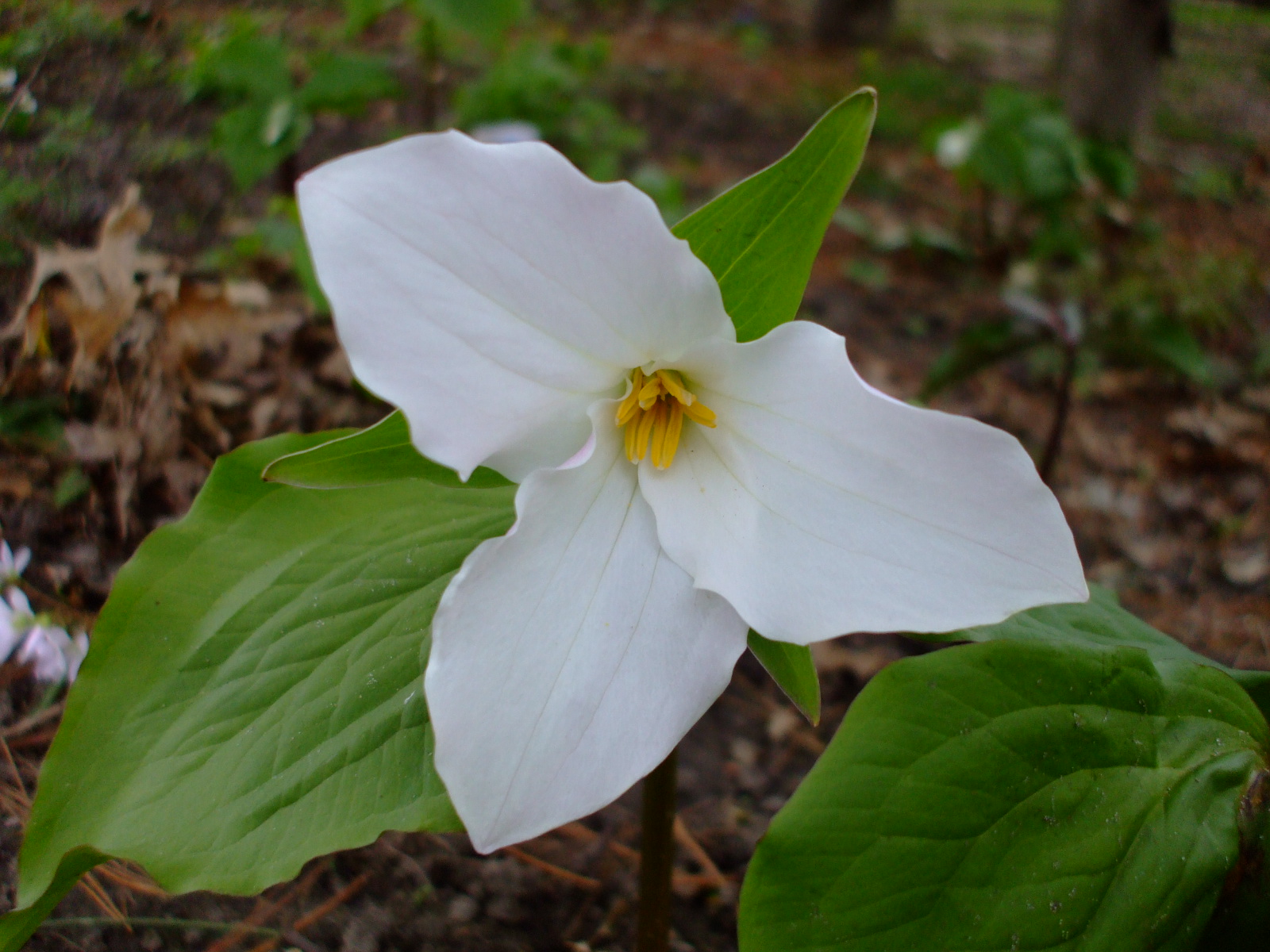Trillium grandiflorum
